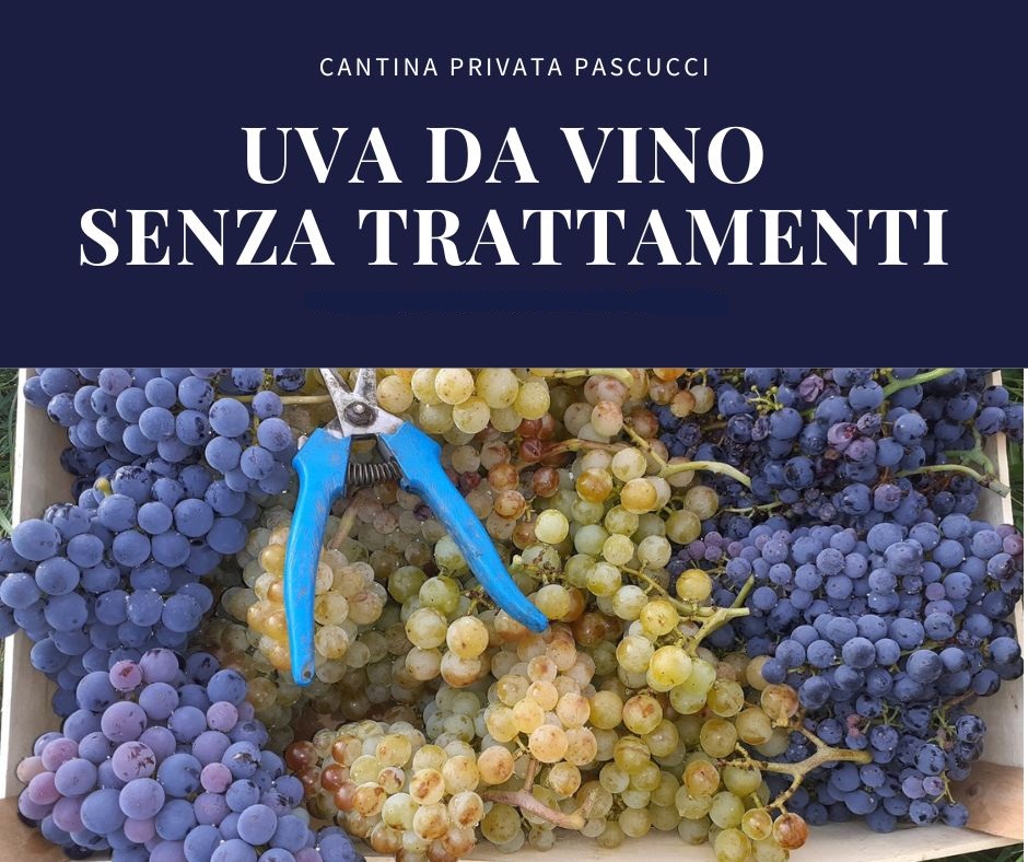 Cantina privata Pascucci