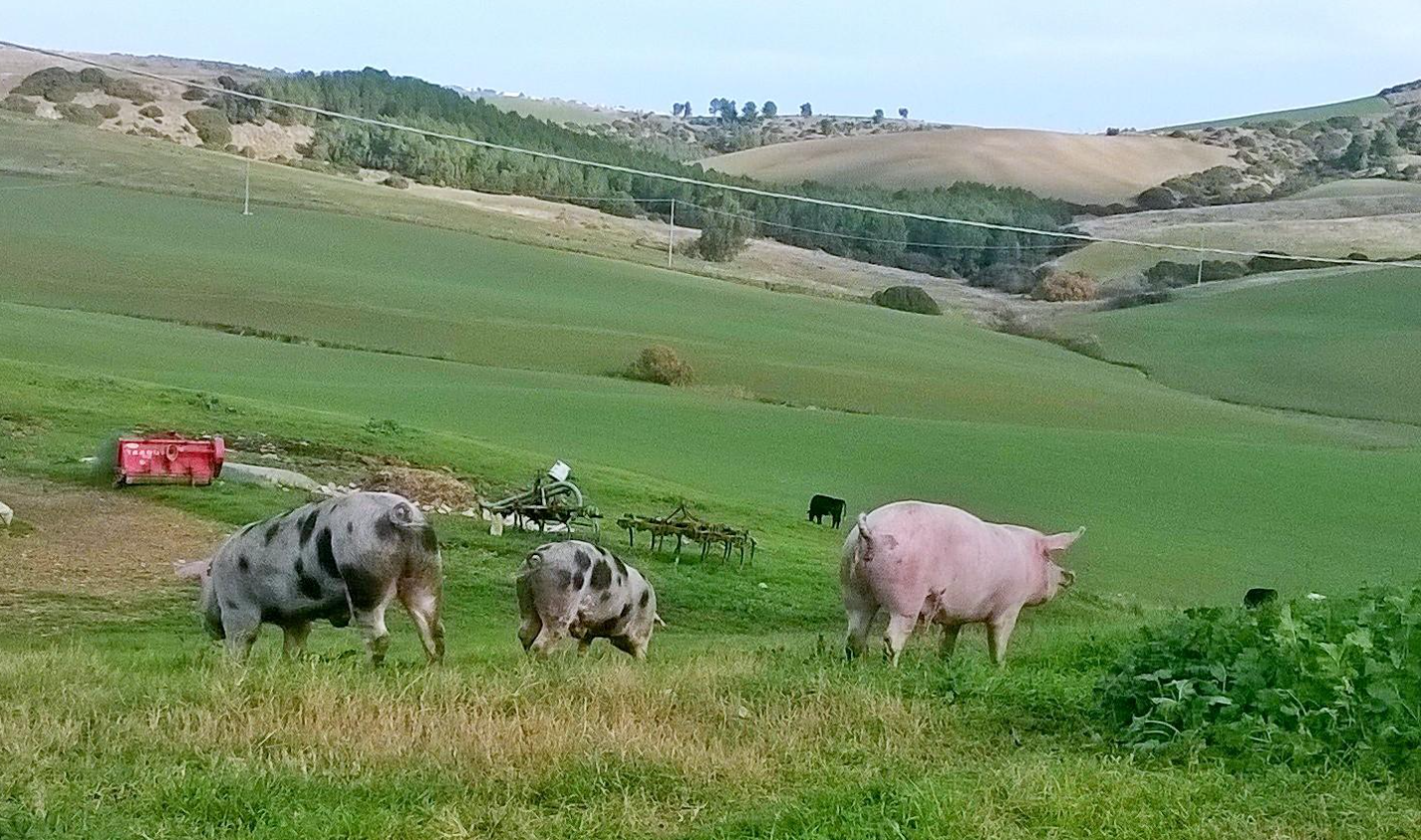 Agriturismo Ventricelli