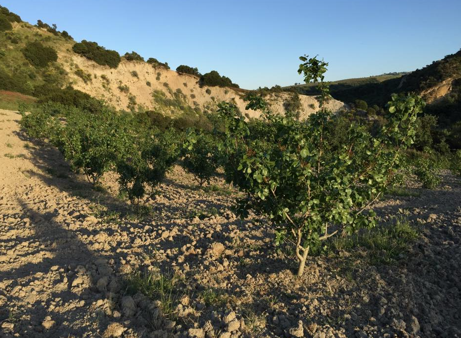 Azienda Agricola Serrealte