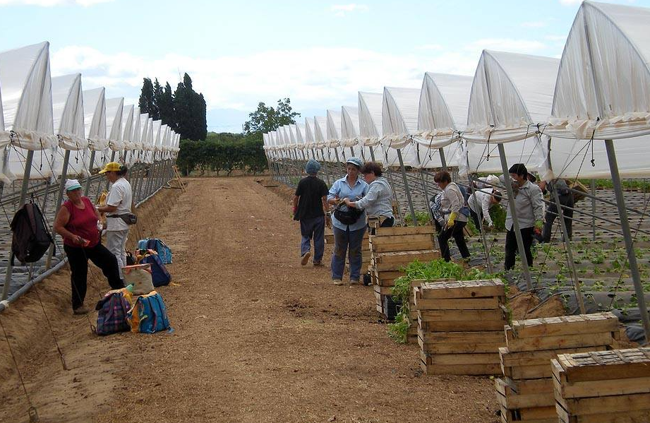 Zuccarella Società Cooperativa