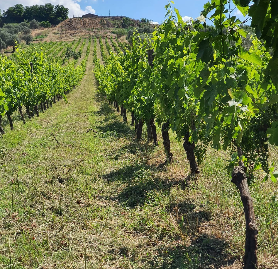 Cantine Strapellum