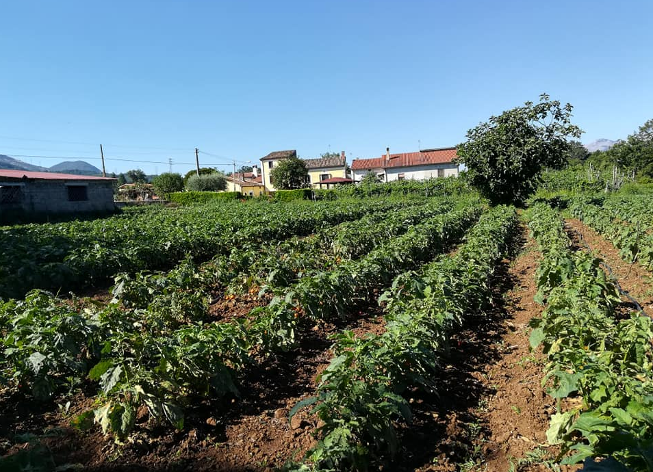 Il Pollino a tavola