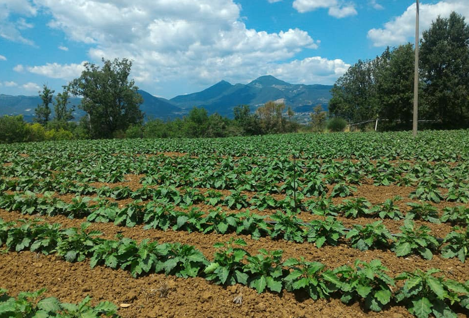 Il Pollino a tavola