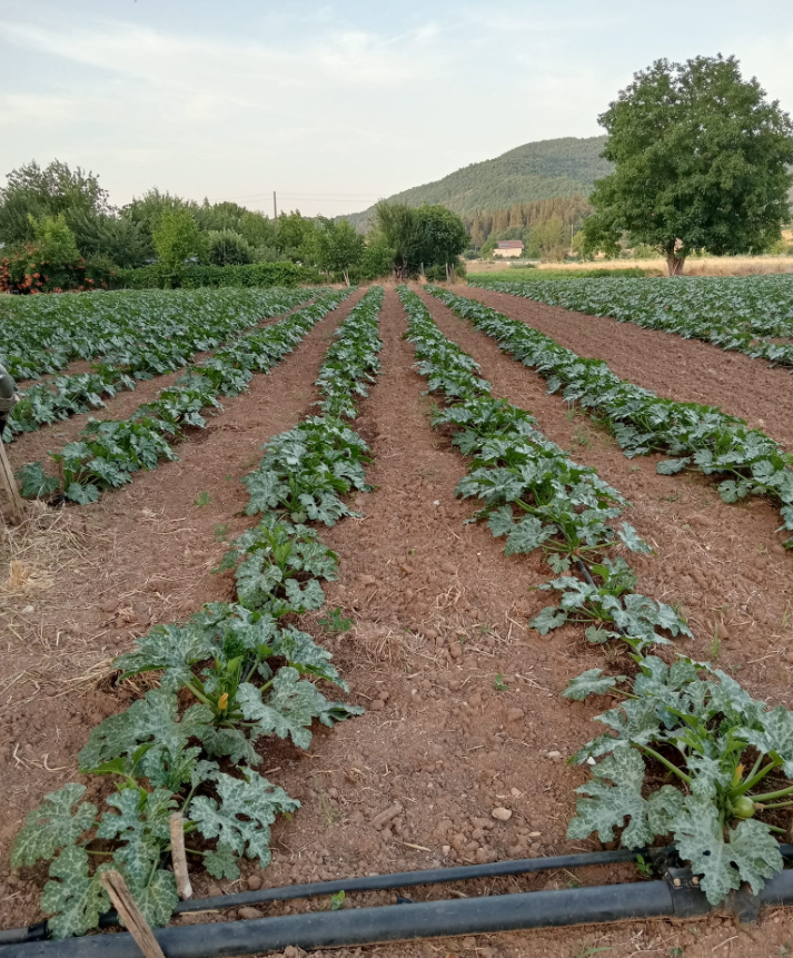 Azienda Agricola Belisario