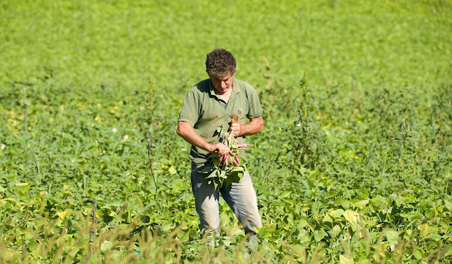 Azienda Agricola Belisario