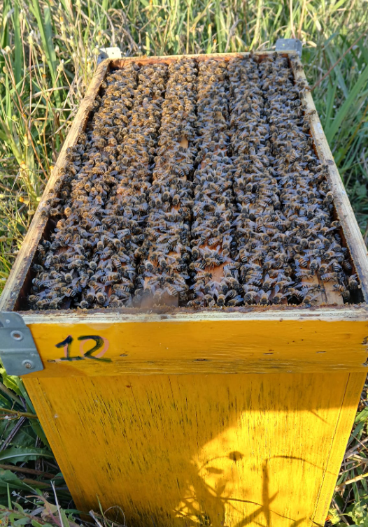 Azienda Agricola Spinelli