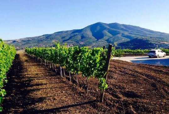 Carbone Vini