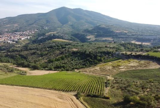 Carbone Vini