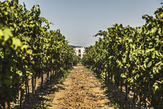 Immagine di Degustazione vini in cantina