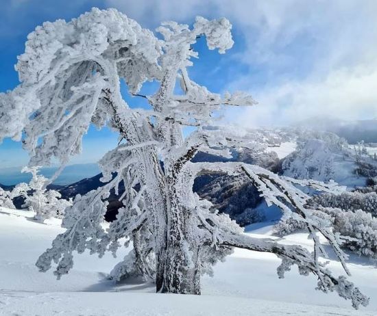 Immagine di Ciaspolate sulla neve nel Parco Nazionale del Pollino - Livello 2