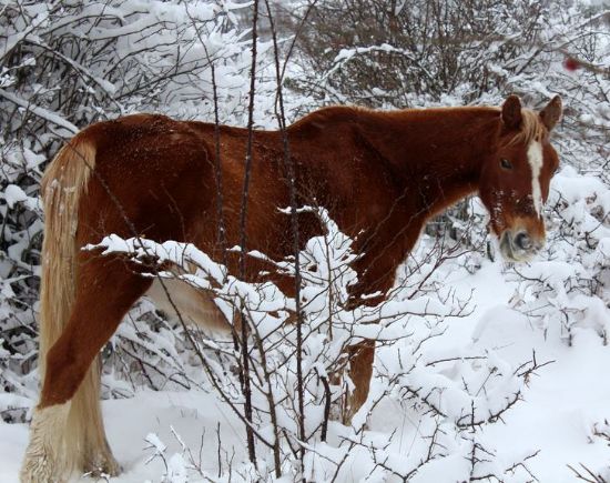 Immagine di Ciaspolate sulla neve nel Parco Nazionale del Pollino - Livello 3