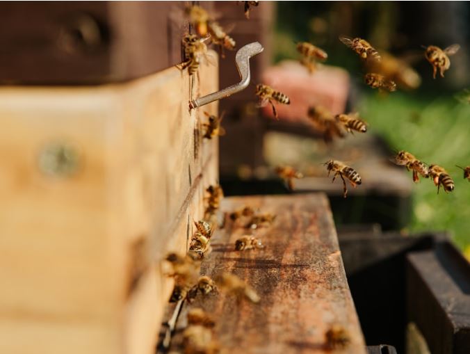 Herculea